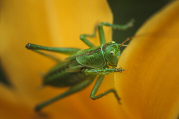 Great green bush-cricket (Tettigonia viridissima) inside of an yellow flower. Macro photo of the specie with focus on the head.