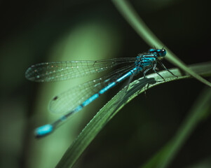 Common blue damselfly ( Enallagma cyathigerum ) resting on grass blade