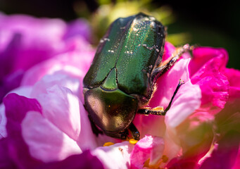 Rose chafer ( Cetonia aurata ) dipping into the flower to consume.