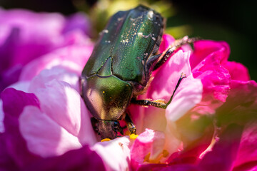 Rose chafer ( Cetonia aurata ) dipping into the flower to consume.