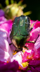 Rose chafer ( Cetonia aurata ) dipping into the flower to consume.