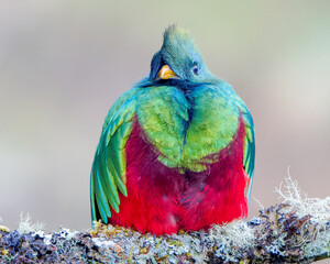 Resplendent Quetzal in Costa Rican Cloud Forest