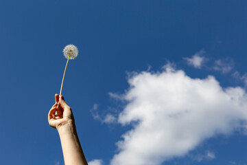 Hand holding dandelion with a sky background. Piece and freedom concept. 