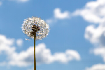 Dandelion with a blue sky with clouds background. Piece and freedom, spring is in the air concept. 