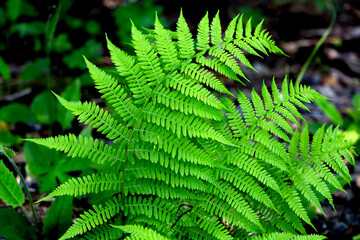 Big fresh green fern leaves following a round pattern as a background