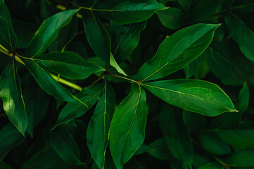 green leaves peonies, close up leaves peonies, texture background, screensaver for phone