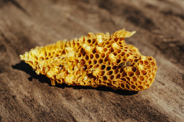 piece of honeycomb with honey and bees