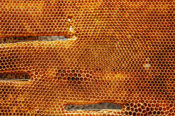 Bees on a honey comb with pollen. - Powered by Adobe
