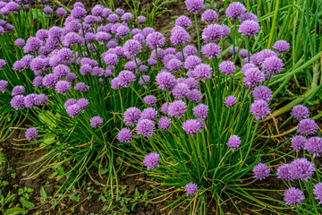 Obraz premium Chives, Allium schoenoprasum purple flowers and leaves