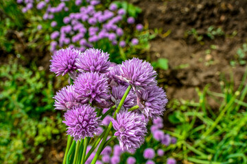 Chives, Allium schoenoprasum purple flowers and leaves