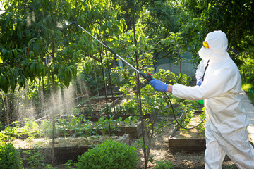 The process of treating plants with pesticides. Farmer in protective suit and mask walking trough...