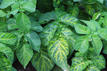 Nutrient deficiency on potato leaves. Symptoms, yellowing of leaves.