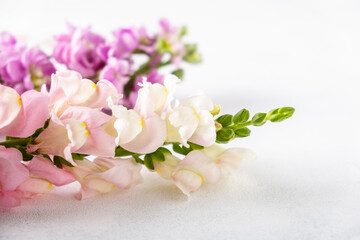 Close-up of a flowering branch of delicate fragrant matthiol on a light background. Selective focus.