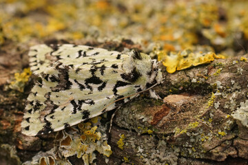 Closeup on the light green and white scarce merveille du jour moth, Moma alpium