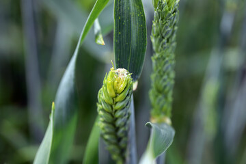 Cereals destroyed by caterpillars of Cnephasia pasiuana pumicana. It is a species of tortrix moths (family Tortricidae) pest of cereals.