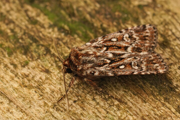 Closeup on the brown, true lover's knot, Lycophotia porphyrea sitting on wood