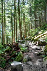 Beautiful maintained hiking trail through green pine tree forest.