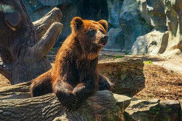 Big brown bear on the stomp.
