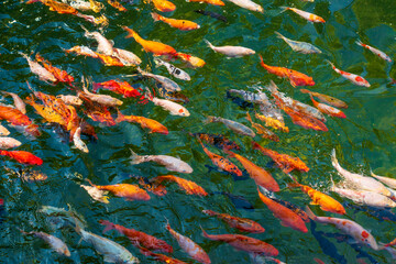 Obraz na płótnie Canvas Pond with lots of colorful koi fish