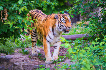 Fototapeta na wymiar Roaring tiger in the woods