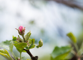 Apple tree blossoms with green leaves Spring flowers on green nature blurred background.