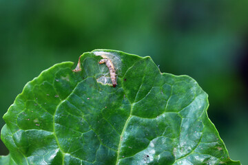 A tortricidae caterpillar in a damaged sugar beet leaf.