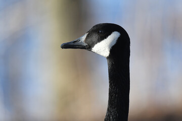 Closeup of a Canada goose