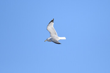 Fototapeta na wymiar Ring-billed gull flying under a blue sky