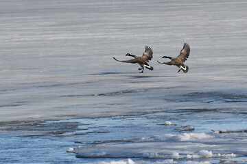 Canada geese landing on an icy lake