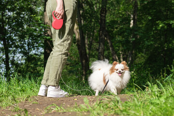 Fototapeta na wymiar Pomeranian puppy walks on a leash with his mistress. A dog of the Pomeranian breed with white fluffy hair and red ears walks along a path in the forest.