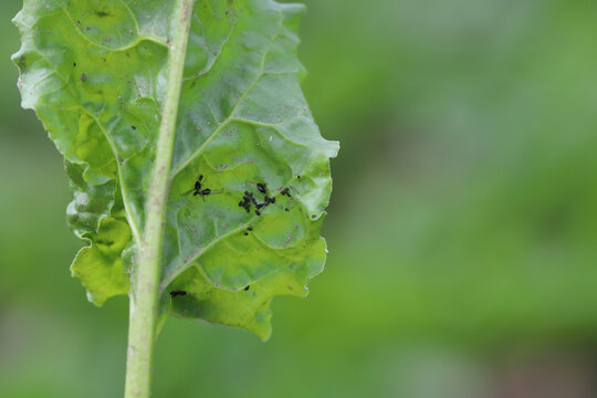 The black bean aphid (Aphis fabae) on young sugar beet plants. It is a member of the order Hemiptera. Other common names include blackfly, bean aphid and beet leaf aphid. Insects on beet.
