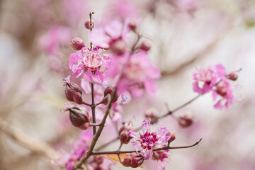 Naklejka premium Pink cherry blossom flower branch macro