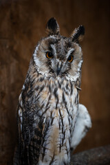 Portrait of a big owl on a brown background