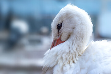 Portrait of a cute white stork