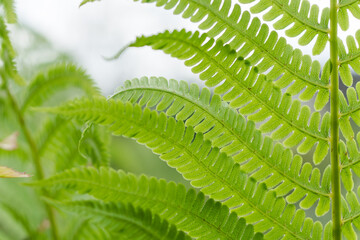 Fresh green fern backgrounds. Tropical foliage in nature landscape.