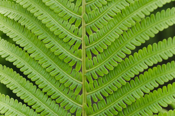 Fresh green fern backgrounds. Big green leaf in the field closeup