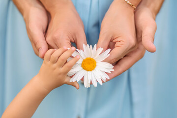 Close up. male and female hands holding a chamomile flower.  A child's hand reaches for a flower.