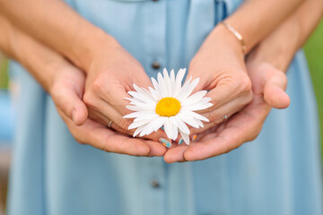 Close up. male and female hands holding a chamomile flower