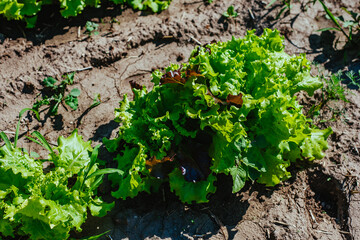 lettuce leaves growing in the garden in the village, organic food, health, vegetarianism