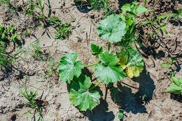 young pumpkin sprouts growing in the garden in the village, organic food, health, vegetarianism