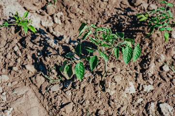 young tomato bush growing in the garden in the village, organic food, health, vegetarianism
