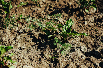 red beets growing in the garden in the village, organic food, health, vegetarianism