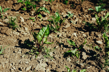 red beets growing in the garden in the village, organic food, health, vegetarianism