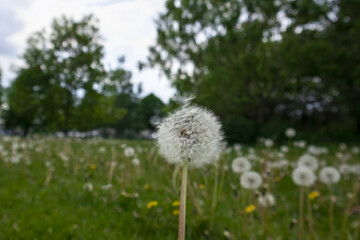 the head of a white dandelion close-up in a meadow. blurry background