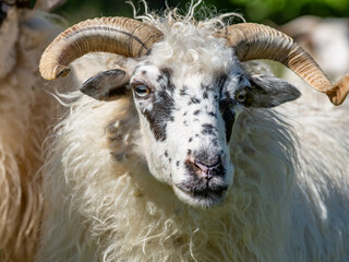 sheep on a spring meadow