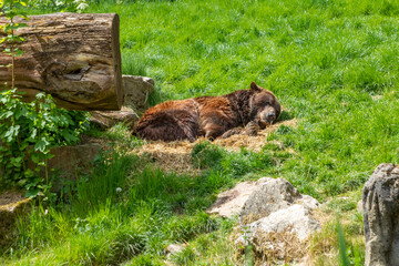 brown bear rests at the green meadow on a straw bed in the nature Park