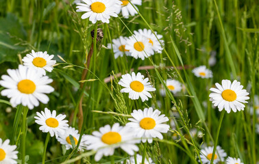 Great view of the blooming daisies in the natural meadow. National plant in Latvia. Summer...