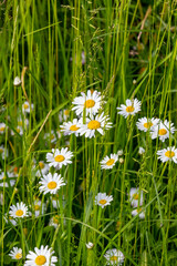 Great view of the blooming daisies in the natural meadow. National plant in Latvia. Summer Solstice. Midsummer night. 