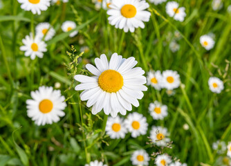 Great view of the blooming daisies in the natural meadow. National plant in Latvia. Summer Solstice. Midsummer night. 