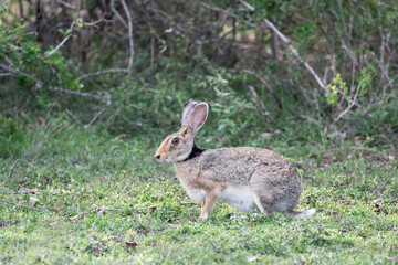A hare getting ready to sprint away at the first sign of danger.